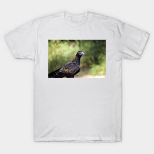 Eagle Stare T-Shirt